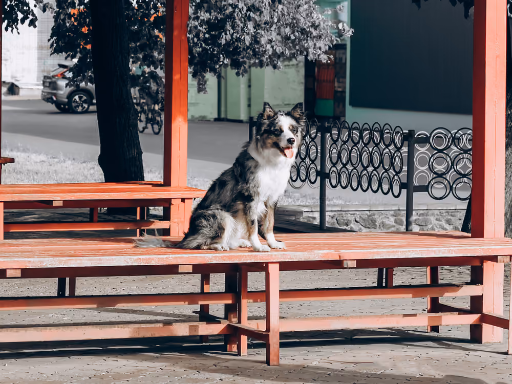 Sahibine tam odaklanmış köpek – ileri itaat eğitimi