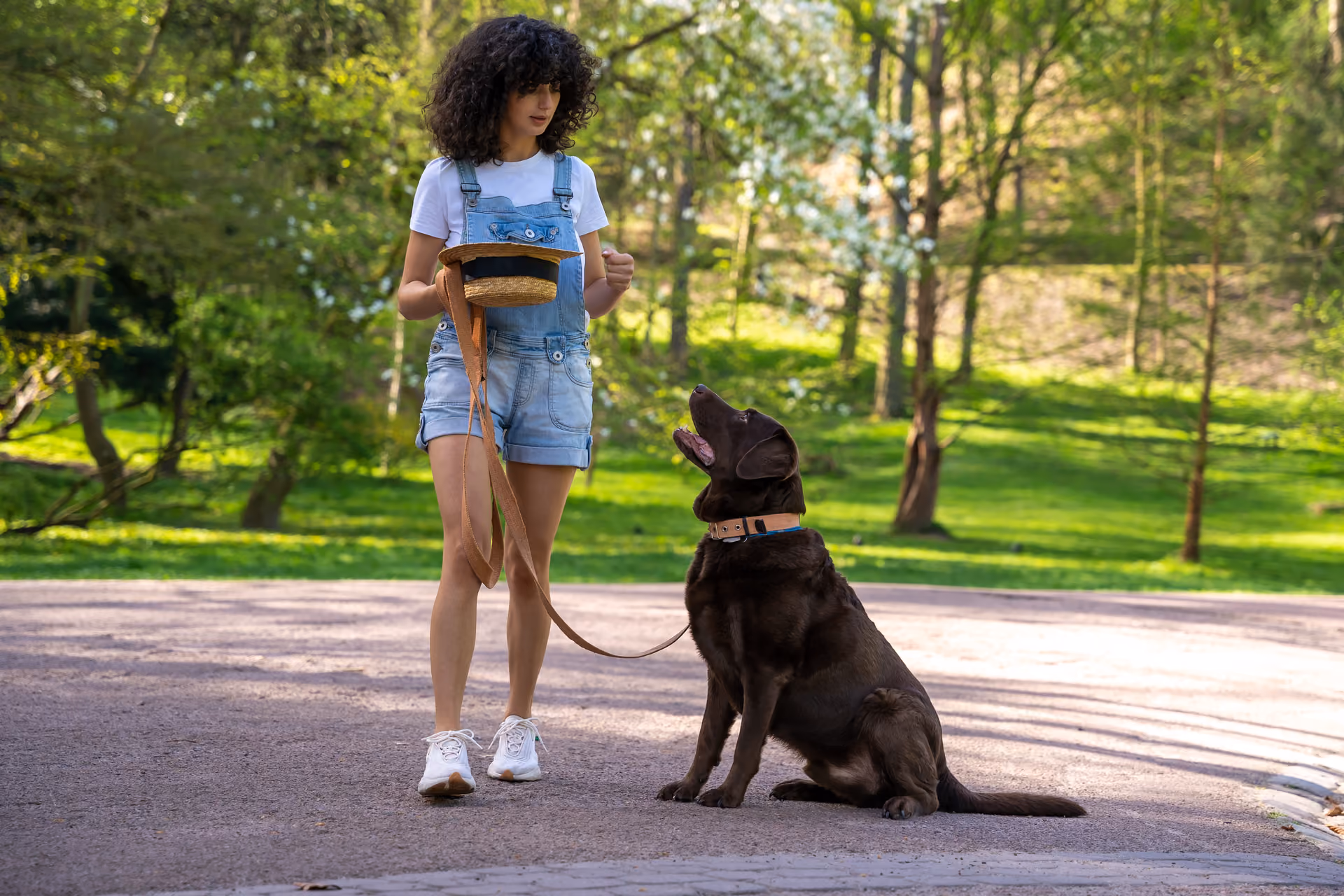 Sahibine odaklanarak yanında yürüyen köpek – itaat eğitimi