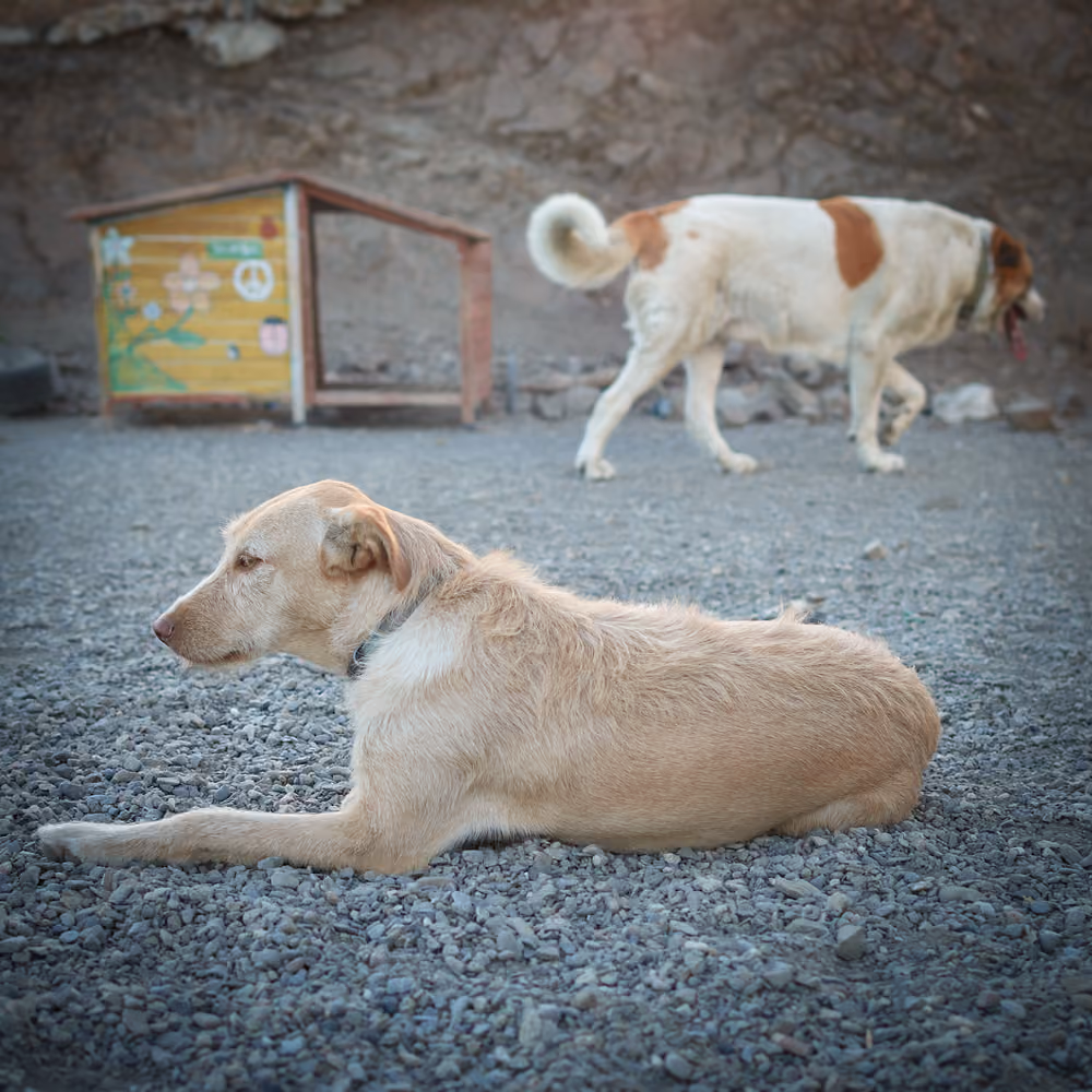 Barınaktan sahiplenilen köpek – Skoru Eşitle projesi